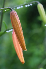 やっと咲きます