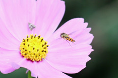 ホバリング中？