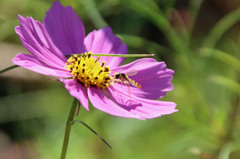 今日も朝から働きもの