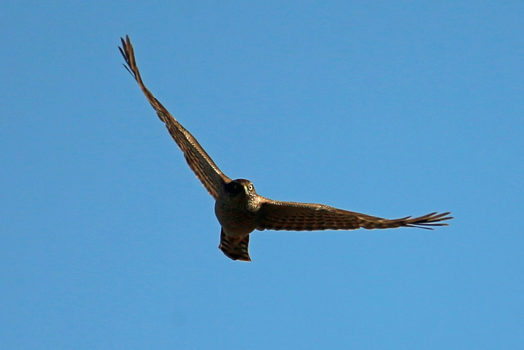 青空にハイタカ