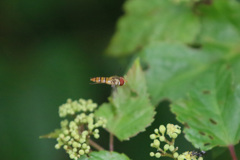 ハナアブ飛行中
