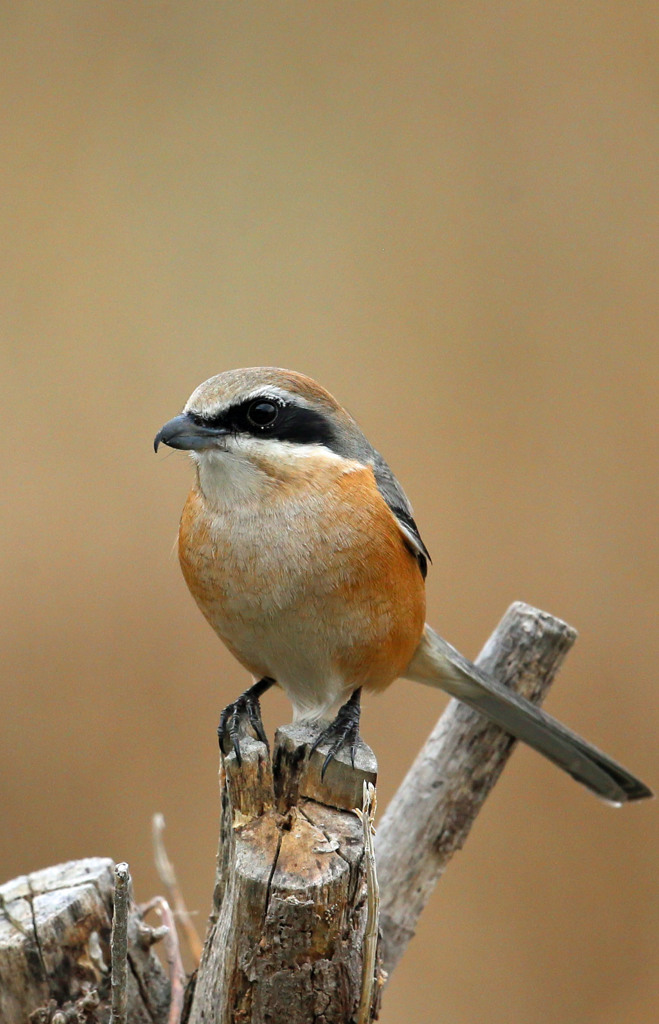 ポートレート縦構図