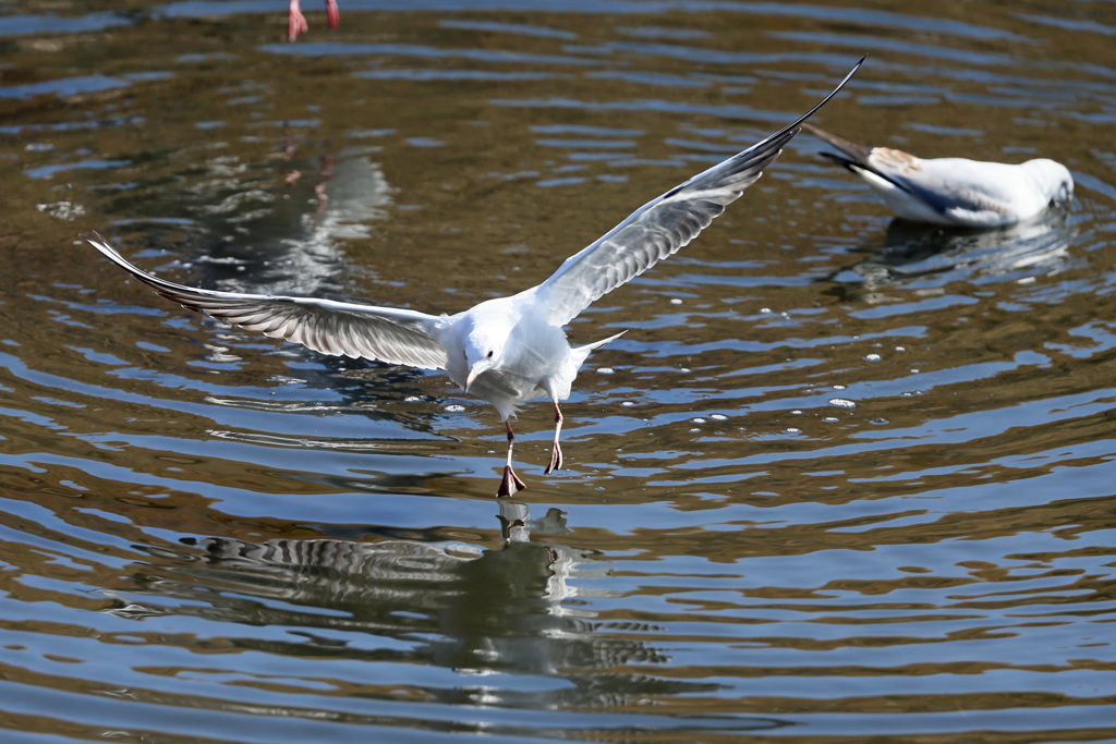 日差しを浴びて着水