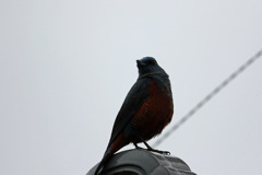 隣の屋根にイソヒヨドリ-3