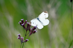 ちょっとひらひら
