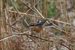 モズ飛び出し準備