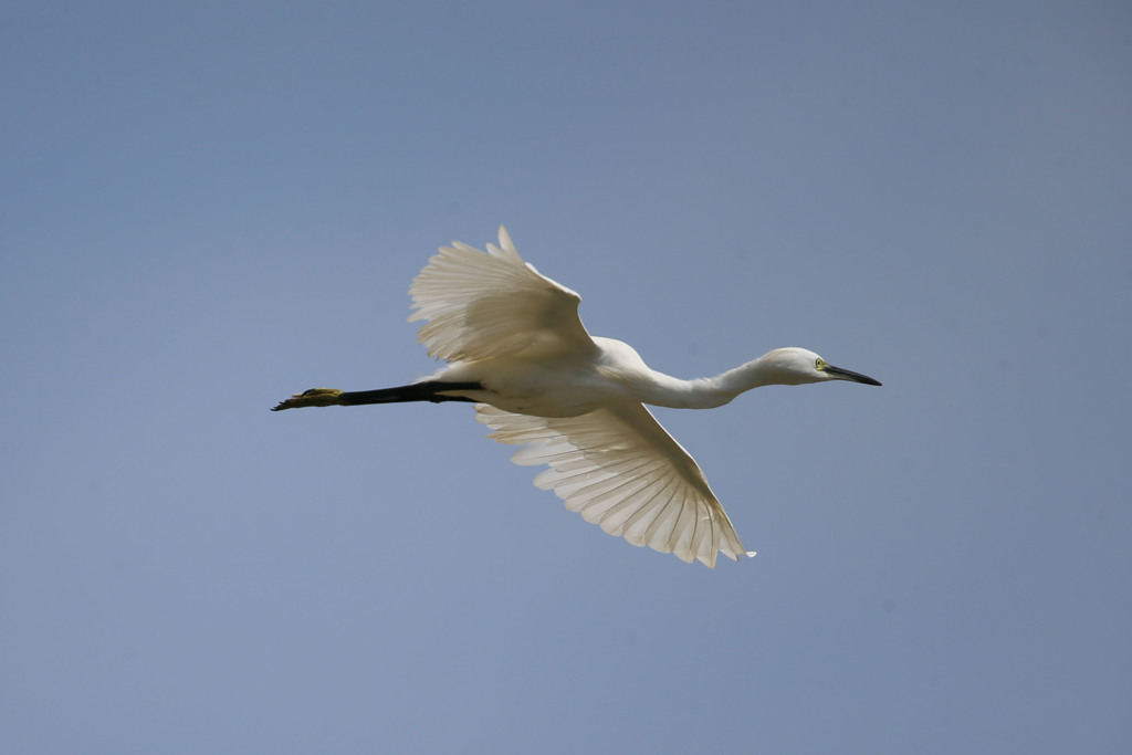 コサギの飛び方その3