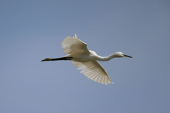 コサギの飛び方その3