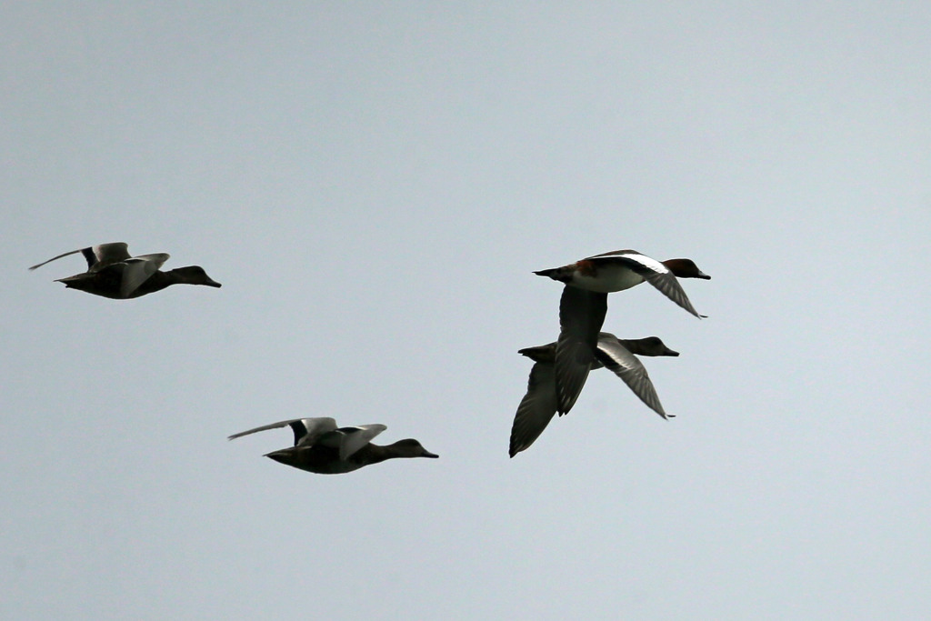 オナガカモのシルエット