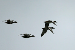 オナガカモのシルエット