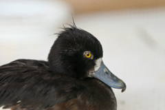 寝ぐせついてるに