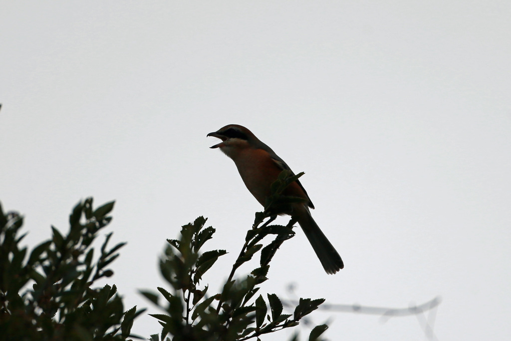 モズのシルエット