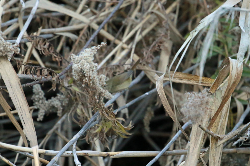 よ～く見るとウグイスさん」