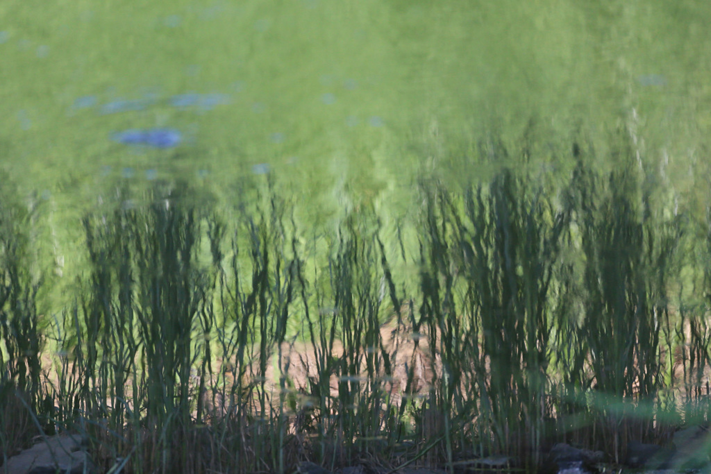 ソフトフォカス