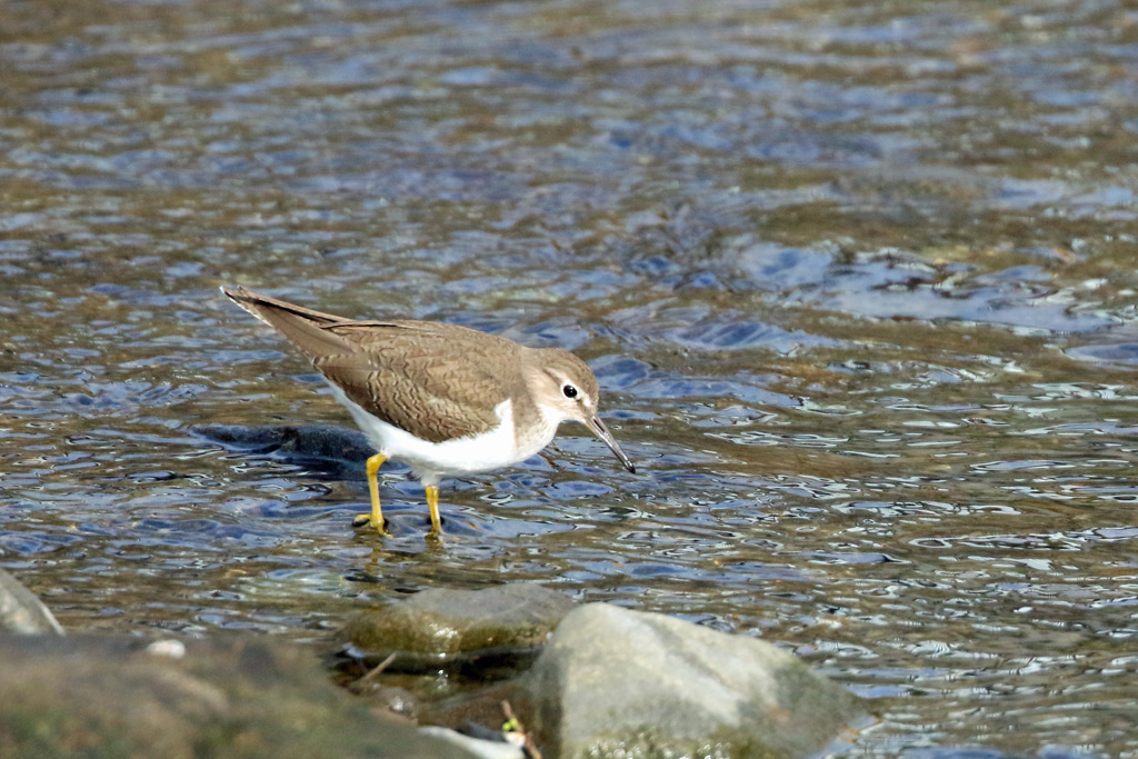 イソシギポーズその1