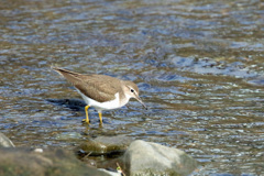 イソシギポーズその1