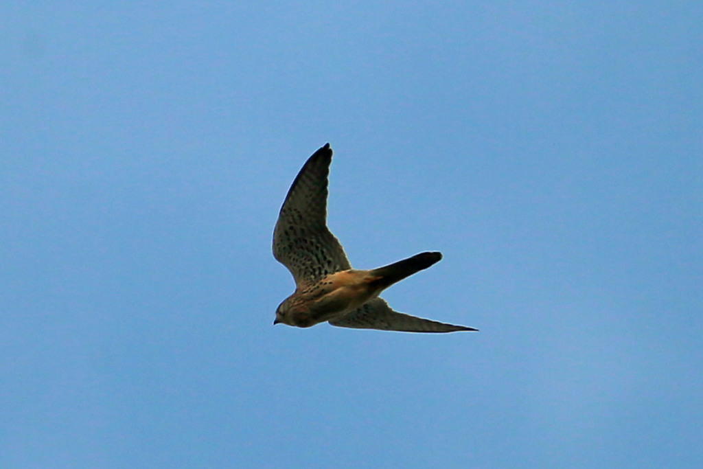 チョウゲンボウ