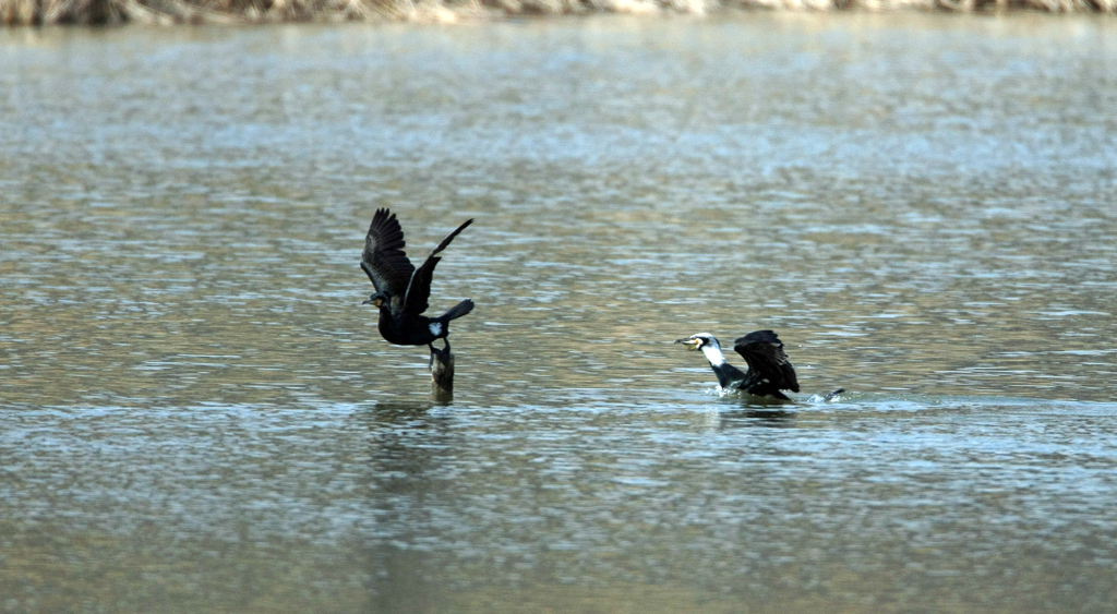 僕が止まるけん-2