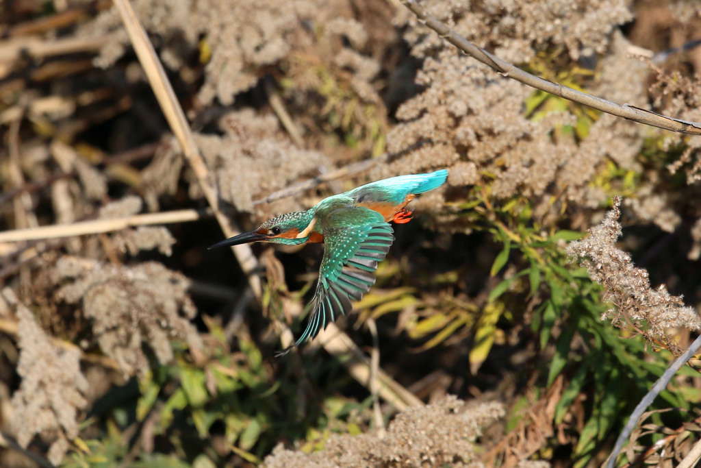 お魚ゲットその3