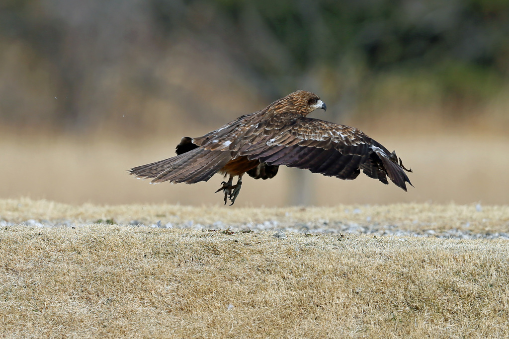 飛び出しじゃないよジャンプだよ-1