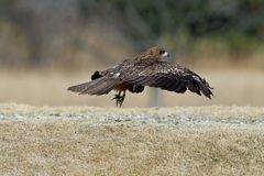 飛び出しじゃないよジャンプだよ-1