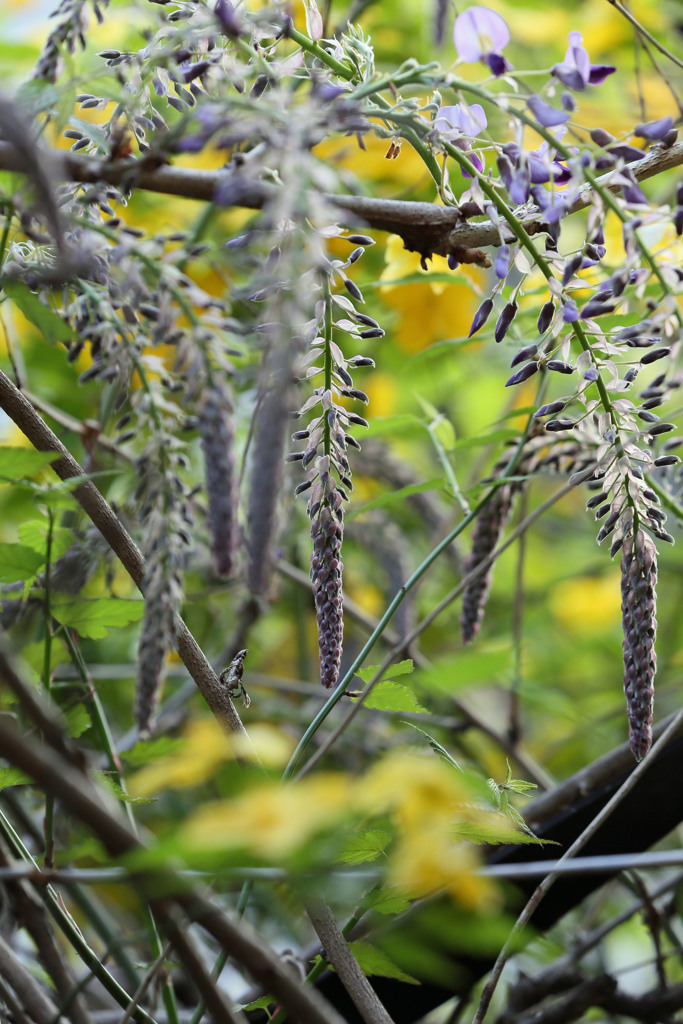 藤もう少しで満開