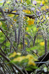 藤もう少しで満開