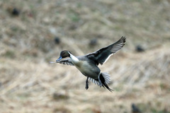 オナガガモ着水分解写真-3