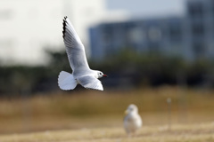 ユリカモメ背中-1