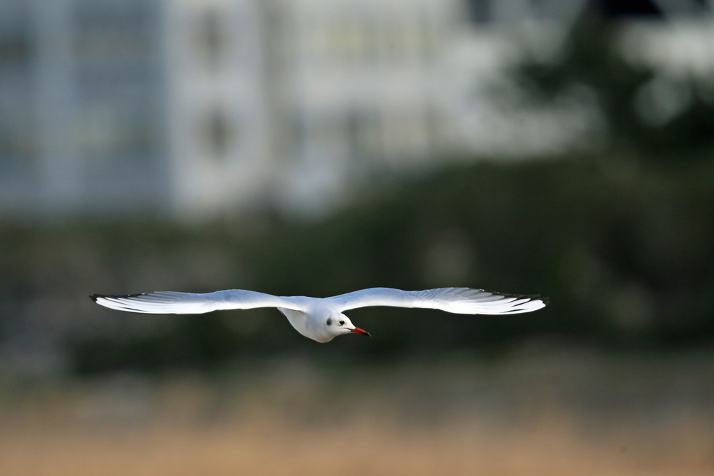 正面シリーズその10