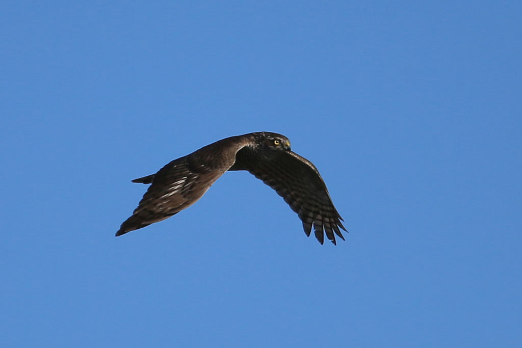 青空とハイタカ