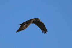青空とハイタカ