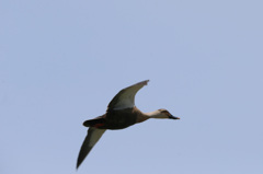 かもさん流し鳥