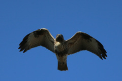 ノスリ君の飛び方-3