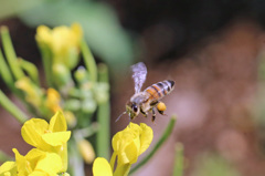 ぶんぶんぶんハチが飛ぶ-4