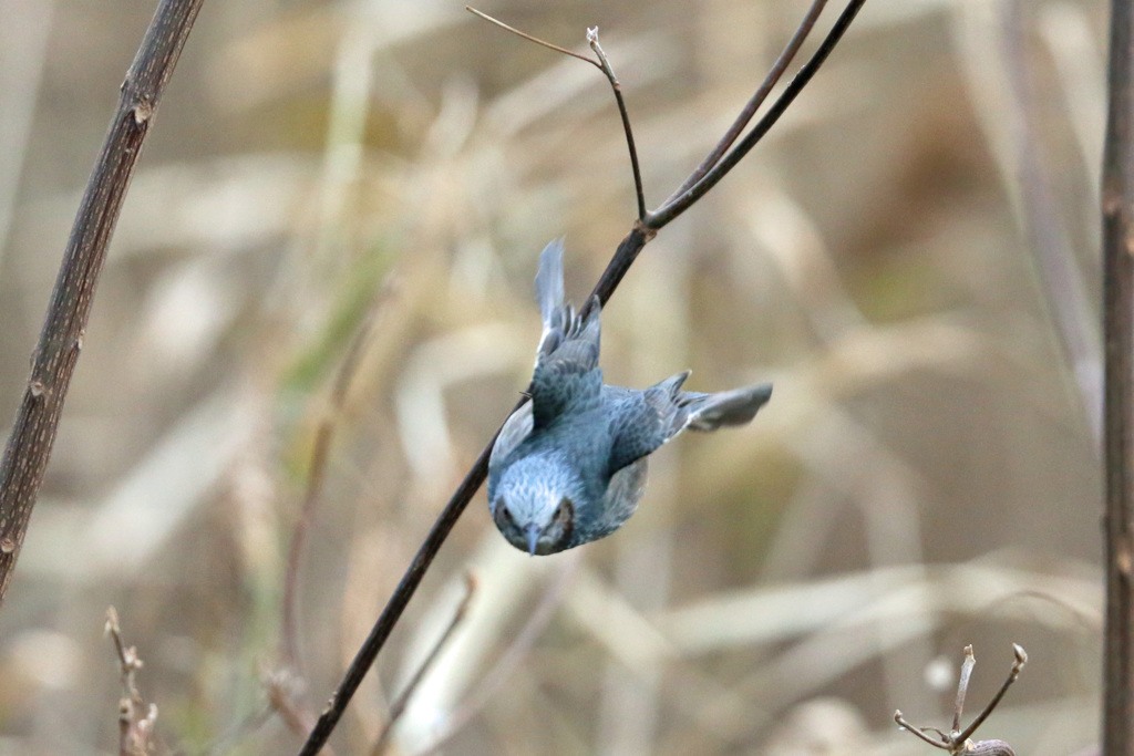 ヒヨドリ飛び出し