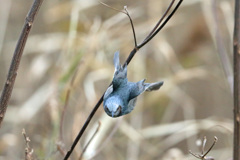 ヒヨドリ飛び出し