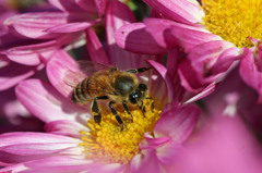 目まっまるだっけ？