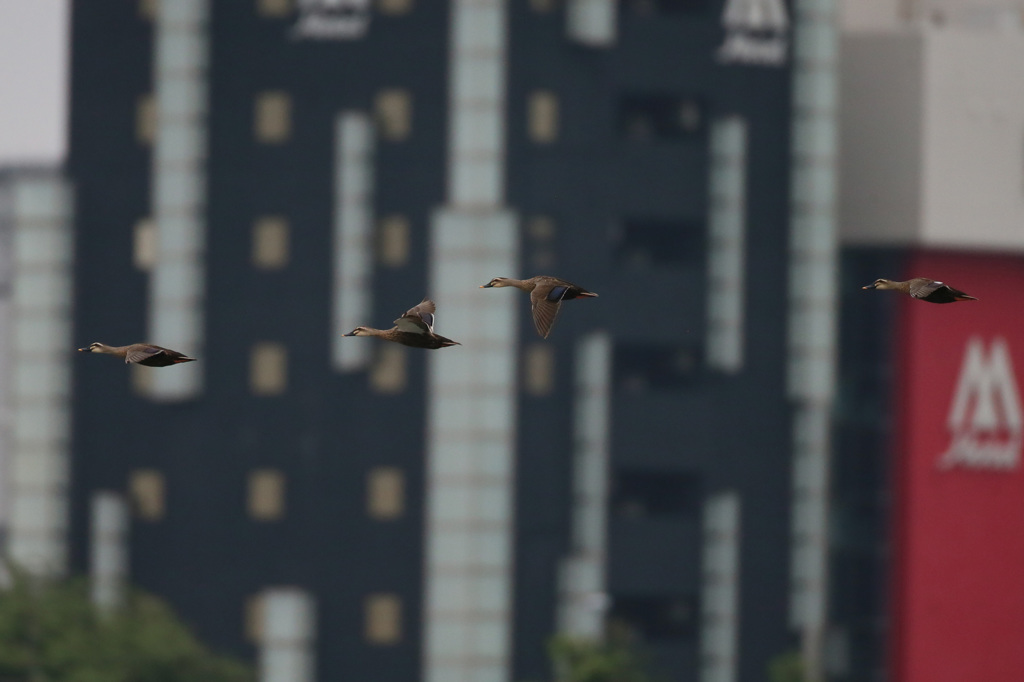 カモさんまとめて流し鳥