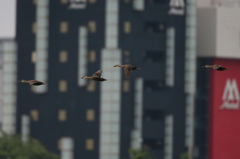 カモさんまとめて流し鳥