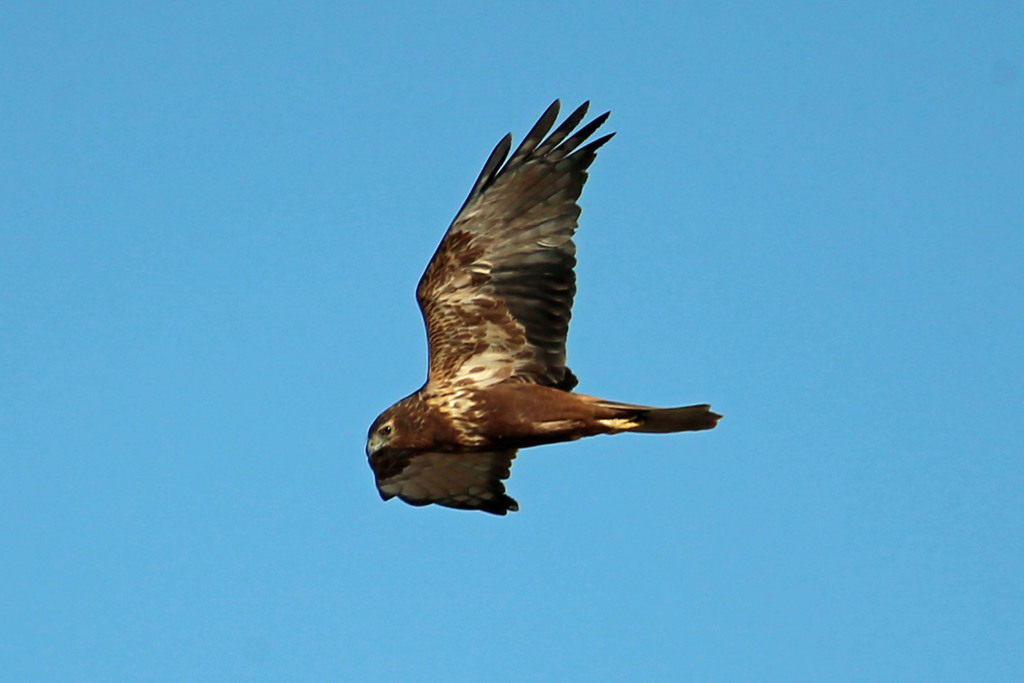 チュウヒ定番写真