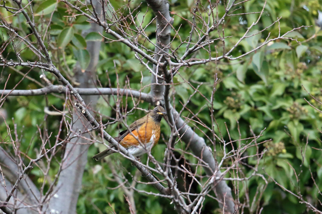 前の枝邪魔です