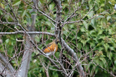 前の枝邪魔です