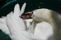 くちばしの裏側