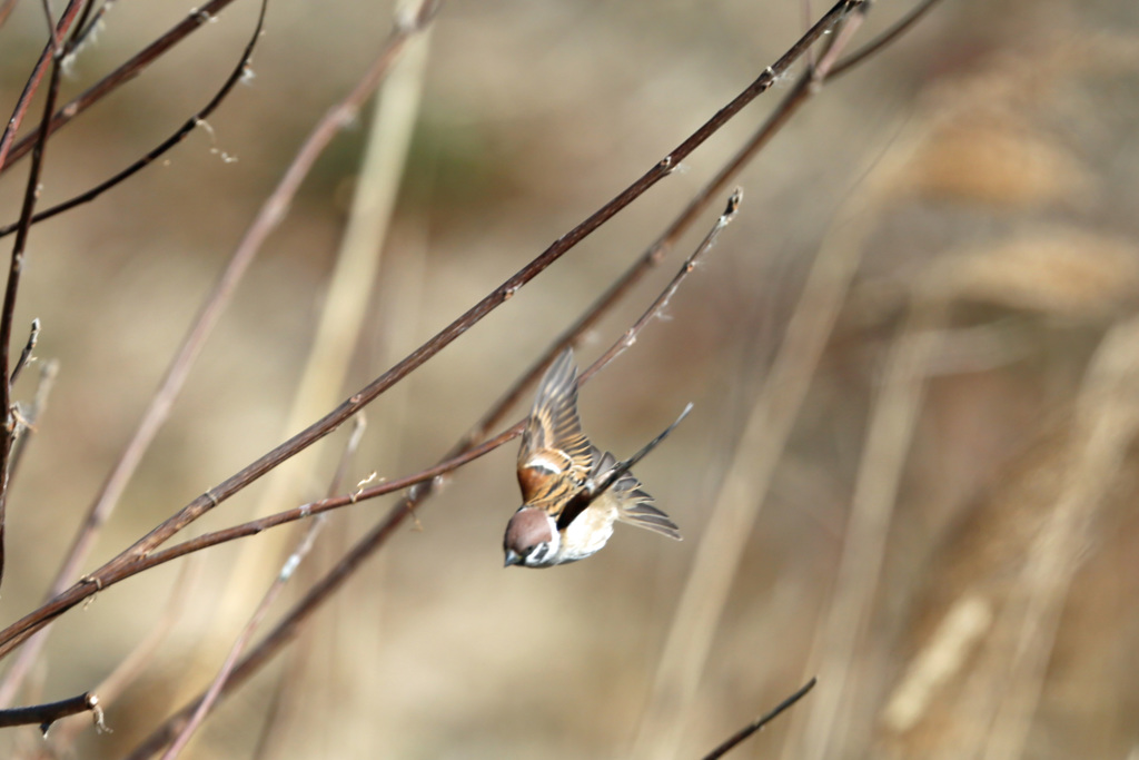 スズメ急降下