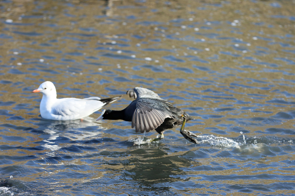 カモメ追い越す