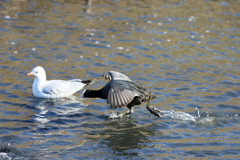 カモメ追い越す
