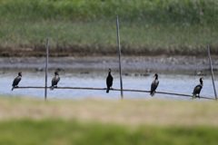 カワウ占領