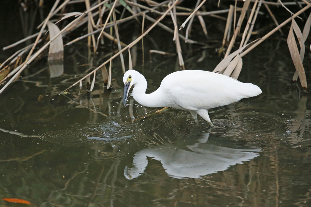 コサギ魚の取り方その2