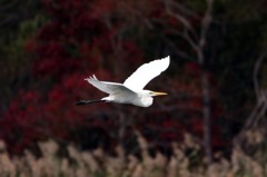 水平飛行